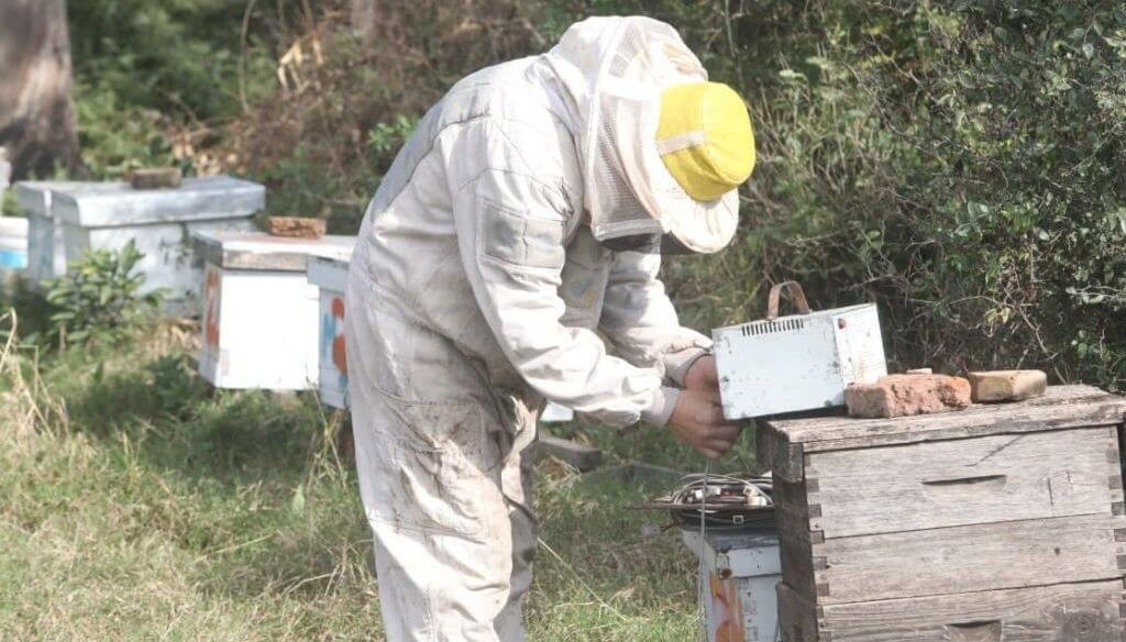 Las abejas no solo agregan valor con la miel: en Ceres, transforman una toxina ap&iacute;cola en crema facial