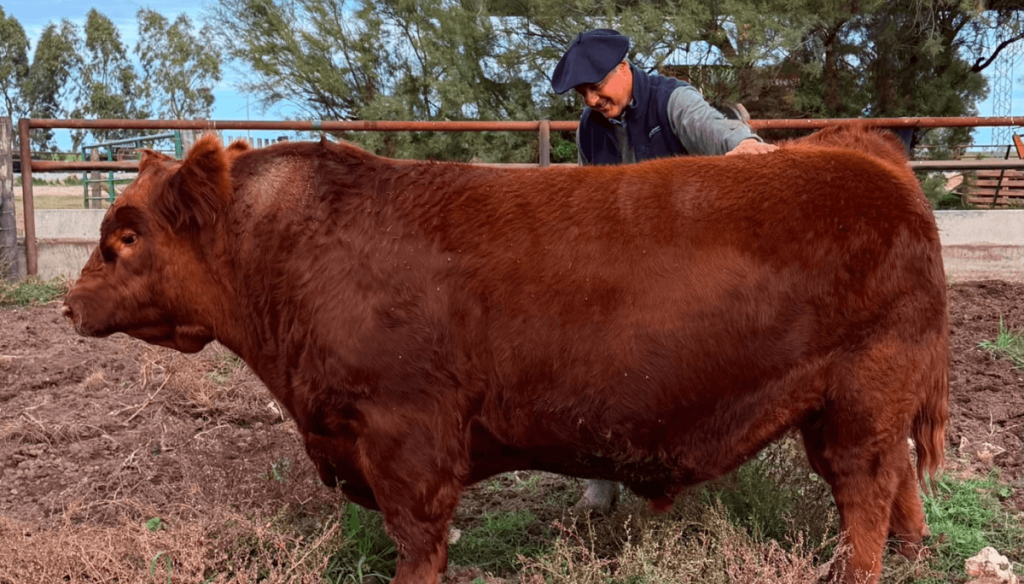 El toro argentino m&aacute;s caro de la historia: un macho Angus se vendi&oacute; por $ 300 millones el 50%