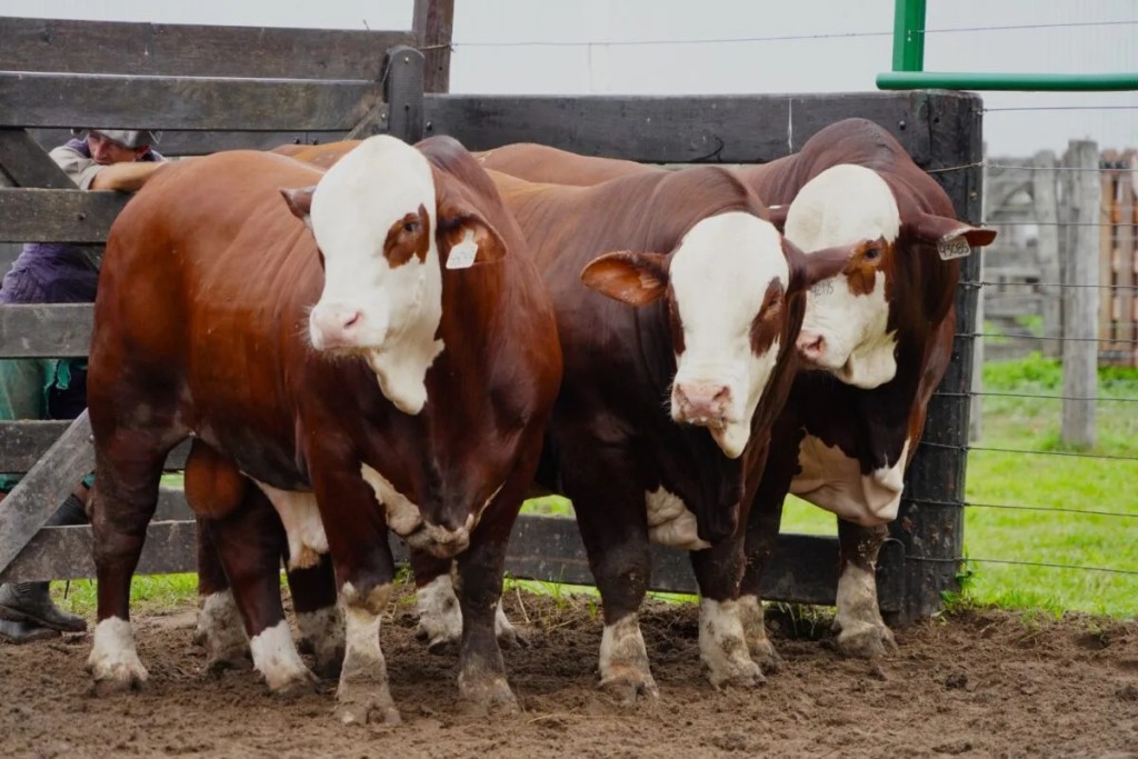 Nuevo remate ganadero en Calchaqu&iacute;: cinco caba&ntilde;as se unen para vender gen&eacute;tica Brangus y Braford
