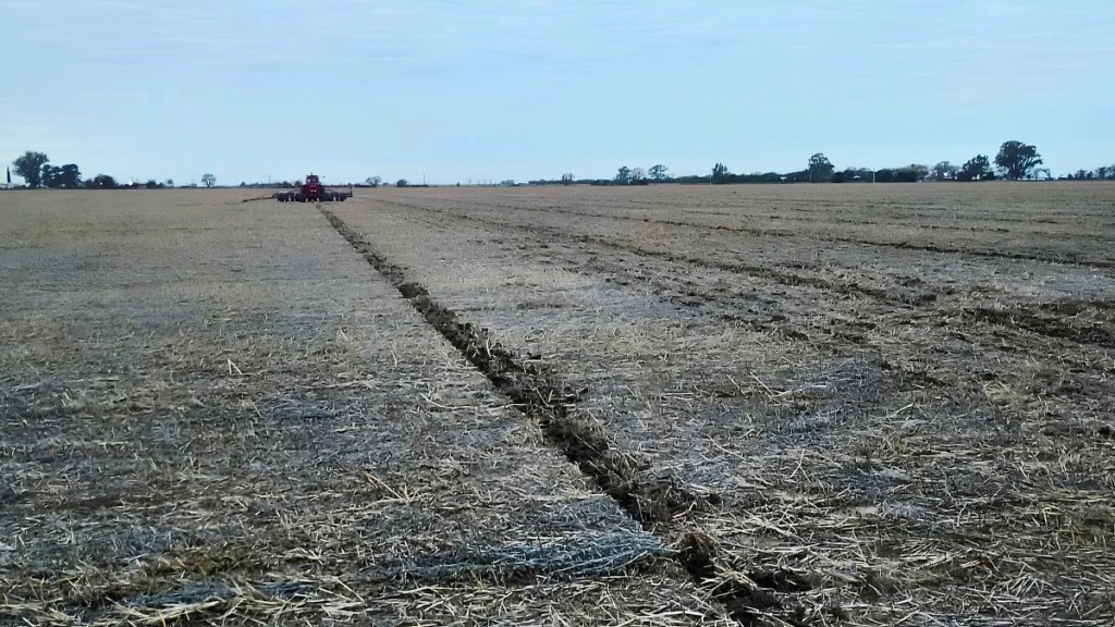 Ma&iacute;z de primera: arranc&oacute; la siembra con una intenci&oacute;n de 98.000 hect&aacute;reas en el centro norte santafesino