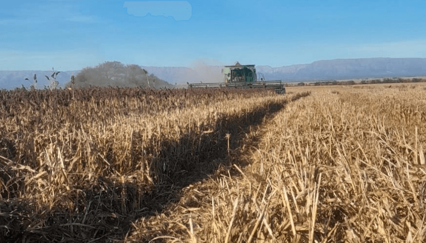 No todo es r&eacute;cord en la cosecha 2025/26: sorgo, arroz, man&iacute; y algod&oacute;n cierran con una ca&iacute;da