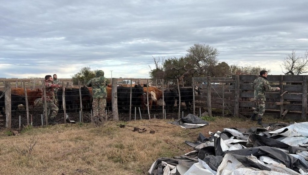 El abigeato como testimonio del vandalismo rural: &ldquo;Estuve a nada de decir tiro todo al diablo y abandono&rdquo;