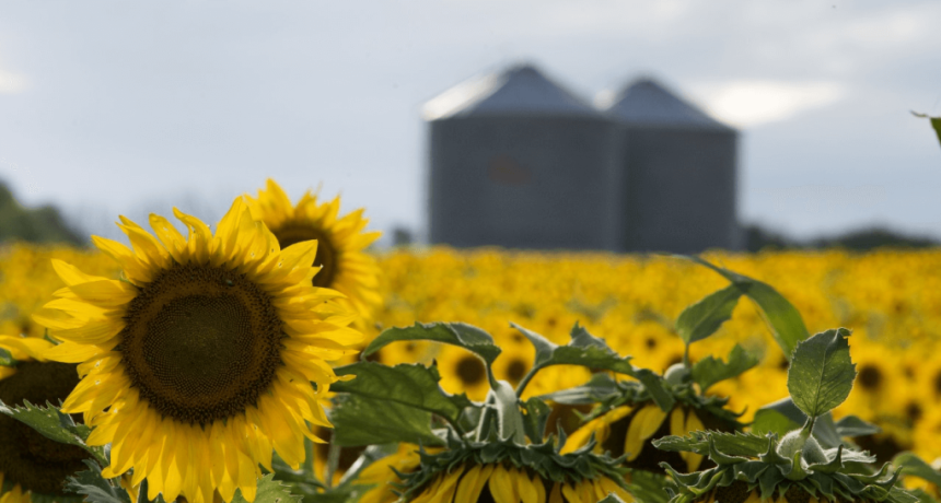 Comenz&oacute; la siembra de girasol y finaliza la de trigo, mientras el ma&iacute;z sigue empantanado y con miedo a la chicharrita