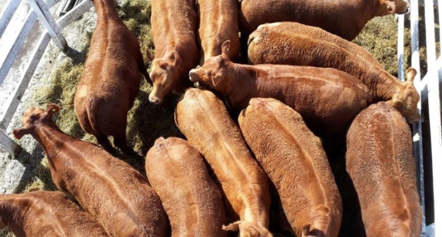 Rosgan: repunt&oacute; el precio de la hacienda, pero la mayor oferta limitar&iacute;a nuevas subas