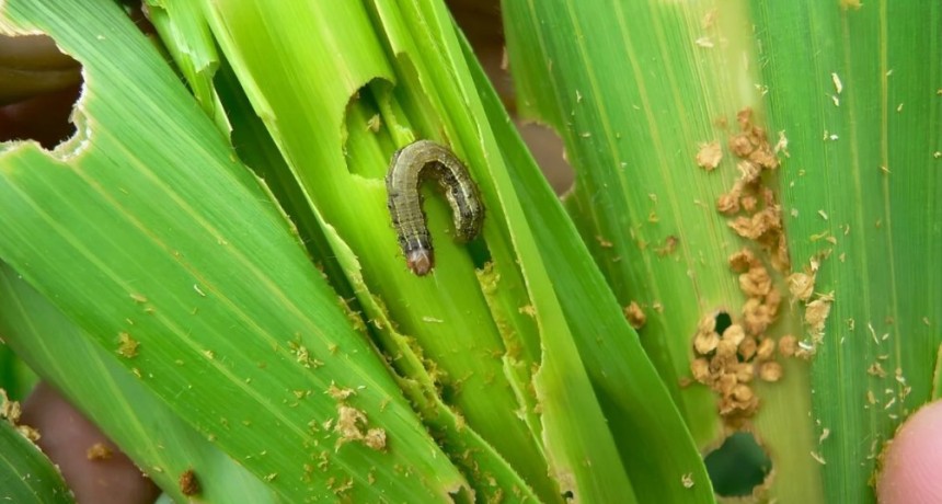 Bayer anticip&oacute; en Aapresid el lanzamiento de Vayego, su nuevo insecticida para el gusano cogollero del ma&iacute;z
