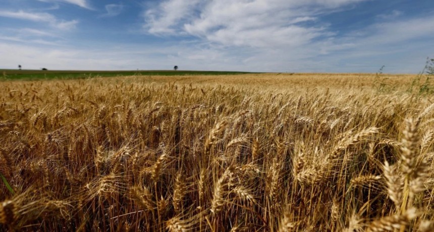 Trigo: todav&iacute;a resta comercializar 7,2 millones de toneladas de la campa&ntilde;a 2025/26