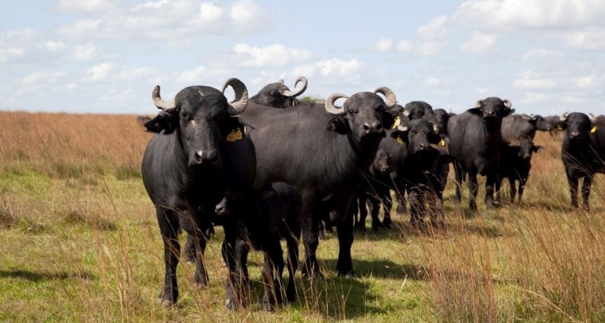 Los b&uacute;falos pisan fuerte: el rodeo argentino no para de crecer y tienen una gran oportunidad exportadora