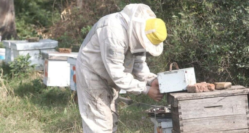 Las abejas no solo agregan valor con la miel: en Ceres, transforman una toxina ap&iacute;cola en crema facial