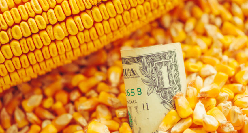 El ma&iacute;z explota en los puertos: un fren&eacute;tico ritmo de exportaciones marca un nuevo r&eacute;cord para el cereal