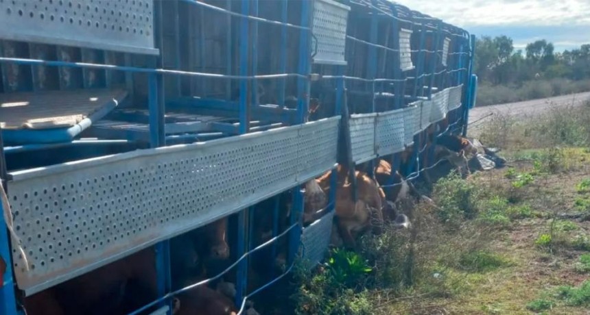 Volc&oacute; un cami&oacute;n con 110 vacunos: murieron 18 animales y el resto escap&oacute;