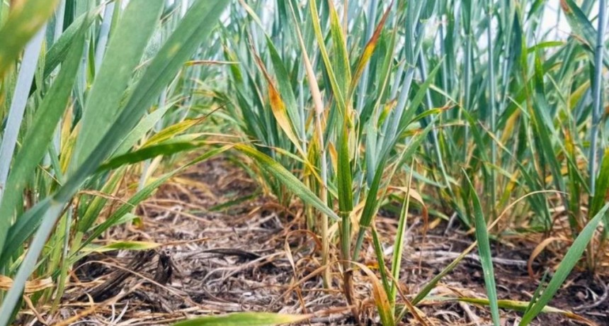 Clima h&uacute;medo: el exceso de agua complica al trigo y frena la cosecha de ma&iacute;z