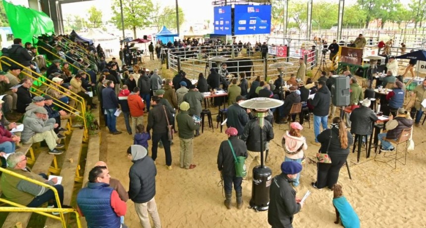 Remate de reproductores en Expo San Justo: vendieron todo y a valores hist&oacute;ricos en kilos de ternero