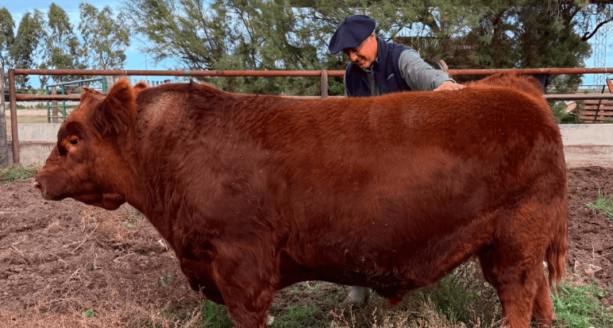 El toro argentino m&aacute;s caro de la historia: un macho Angus se vendi&oacute; por $ 300 millones el 50%