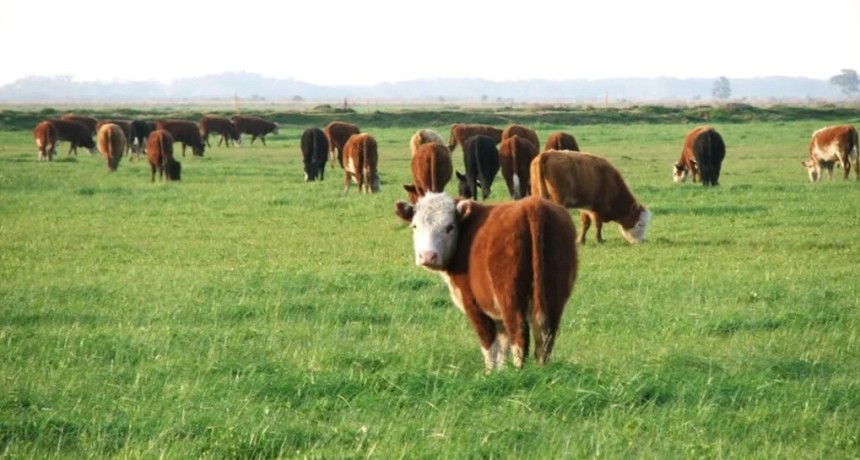 Punto de inflexi&oacute;n en Santa Fe: la brecha entre el novillo y el valor del campo se acorta