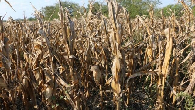 Seguro Paramétrico de Sequía, ¿de qué se trata esta nueva forma de proteger cultivos?