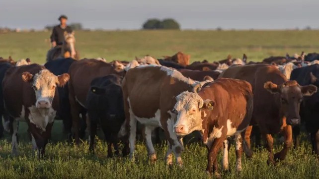 Con un mercado más flexible, la salida de vacas vuelve a generar caja para el productor