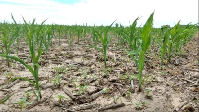 'Una Niña más': estrategias en maíz y soja para dar batalla a una nueva campaña seca