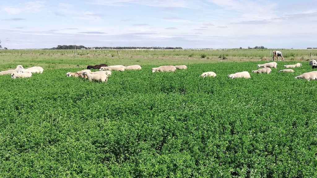 Desarrollan una nueva variedad de alfalfa, ideal para pastoreo directo