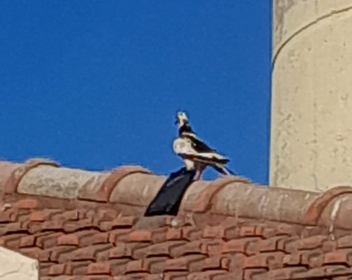 Fotografiaron a una paloma a punto de ingresar un teléfono a la Cárcel de Coronda