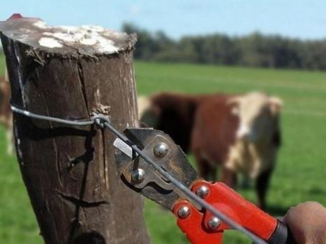 Cuvertino: “Necesitamos proteger a los productores rurales y garantizar la seguridad del campo”