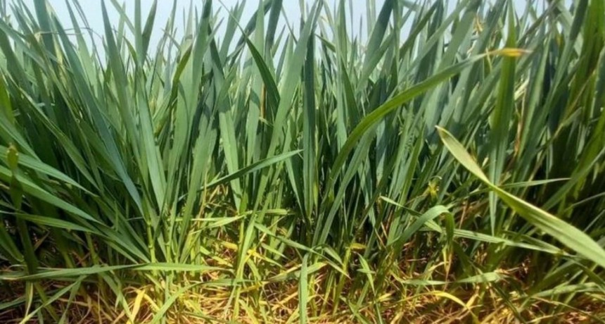La falta de lluvias frenó la gruesa y le pega a los trigos del centro norte