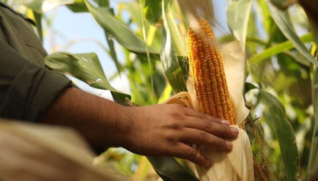 Siembra 2025/26: desde Córdoba confirman la recuperación del maíz y el “boom” del girasol