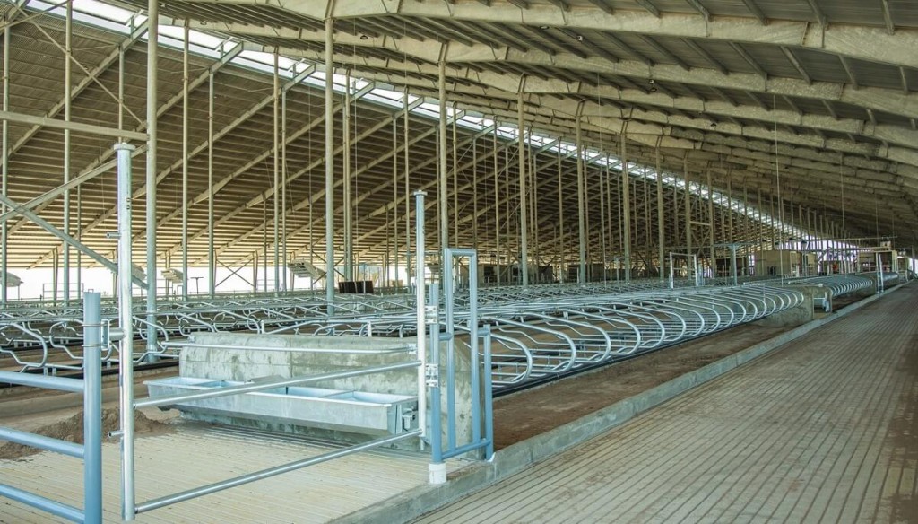 Casi 100 robots y 6.000 vacas: un mega tambo, ultra tecnológico, nace en el oeste de Buenos Aires