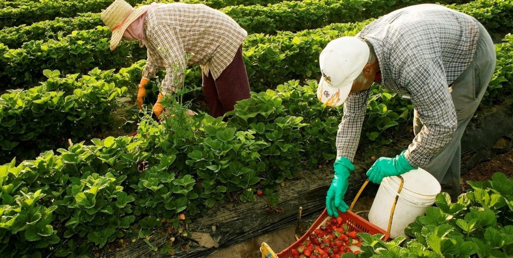 Denuncia por supuesto trabajo esclavo en un campo en Arroyo Leyes