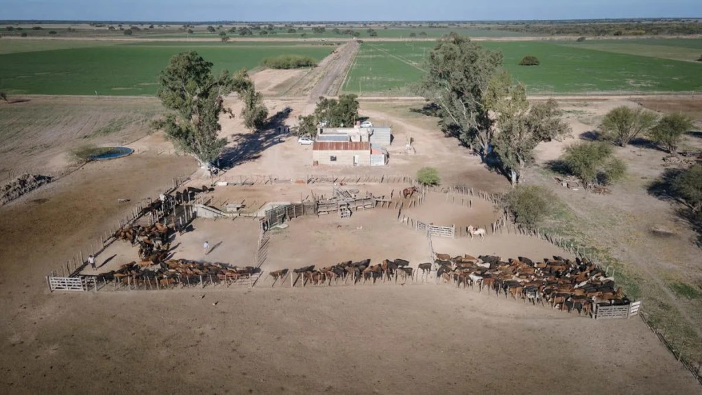 Oportunidad para ganaderos: en kilos de novillo, hoy es muy barato comprar campo en Santa Fe