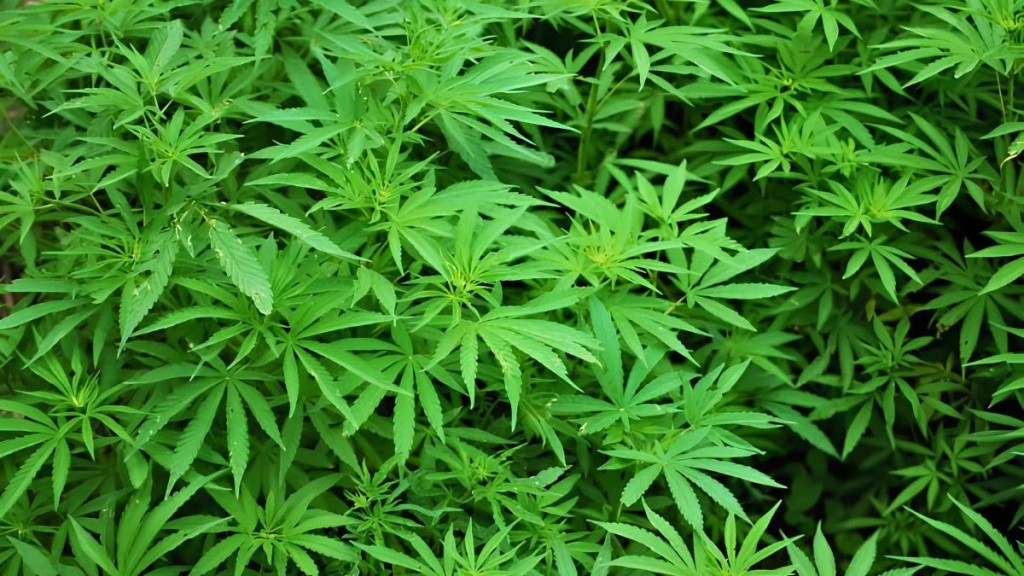 Cannabis no medicinal: el Gobierno reglament&oacute; c&oacute;mo producir c&aacute;&ntilde;amo hort&iacute;cola