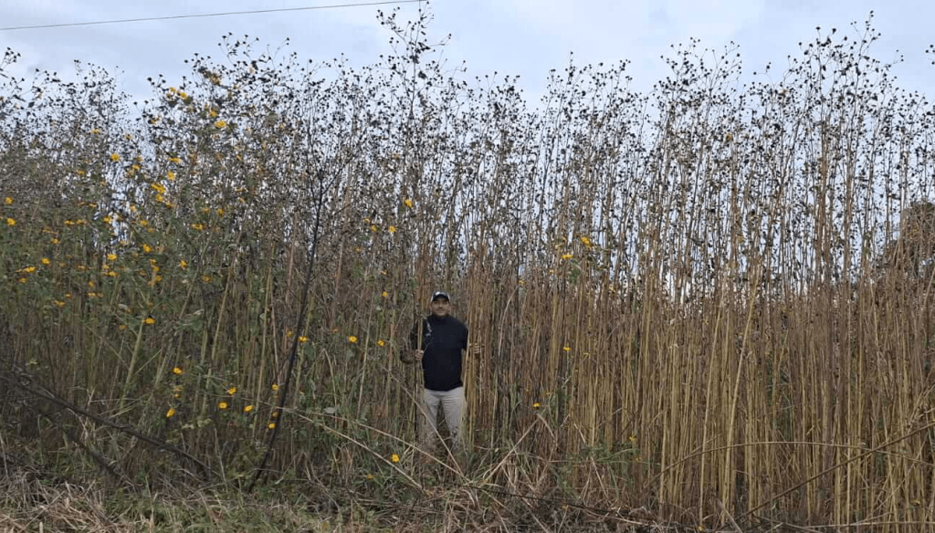 &ldquo;Pasto cubano&rdquo;, la gigantesca maleza que enciende alertas: alcanza 7 metros de alto y avanza hacia C&oacute;rdoba