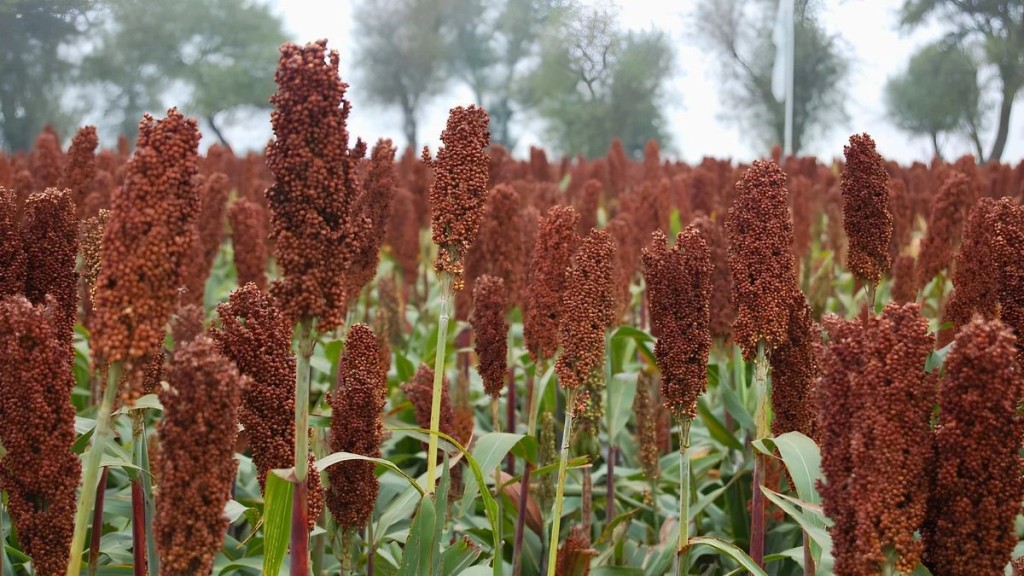 Sorgo: la gen&eacute;tica ya permite rindes de 15.000 kilos, pero el manejo limita su potencial