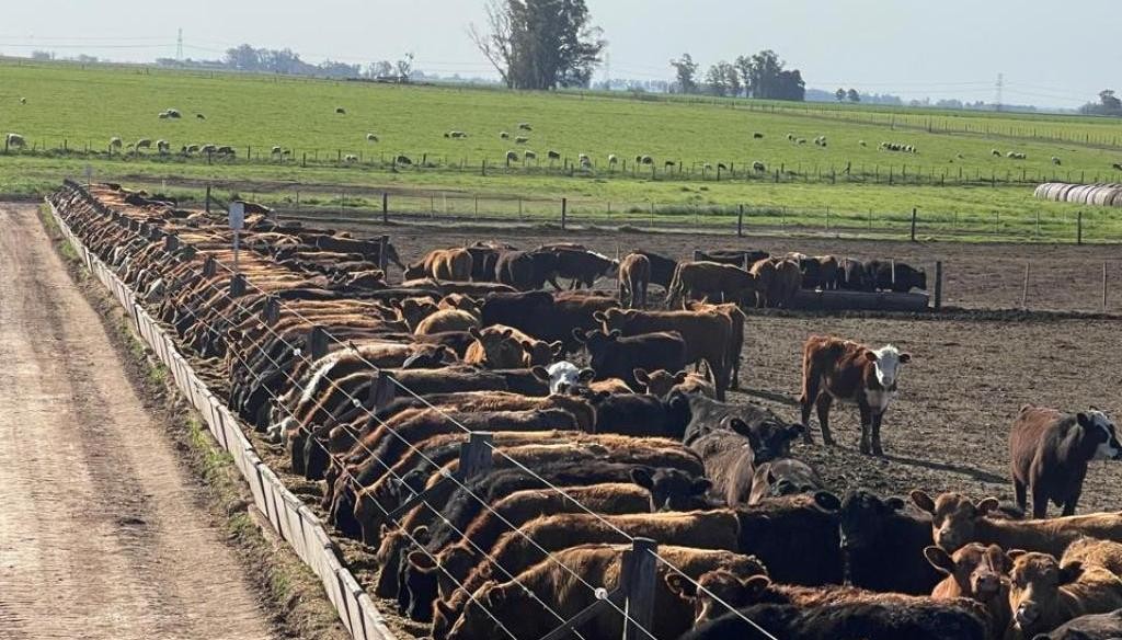 Feedlots recargados con 2 millones de animales: &iquest;habr&aacute; una lluvia de oferta para fin de a&ntilde;o?