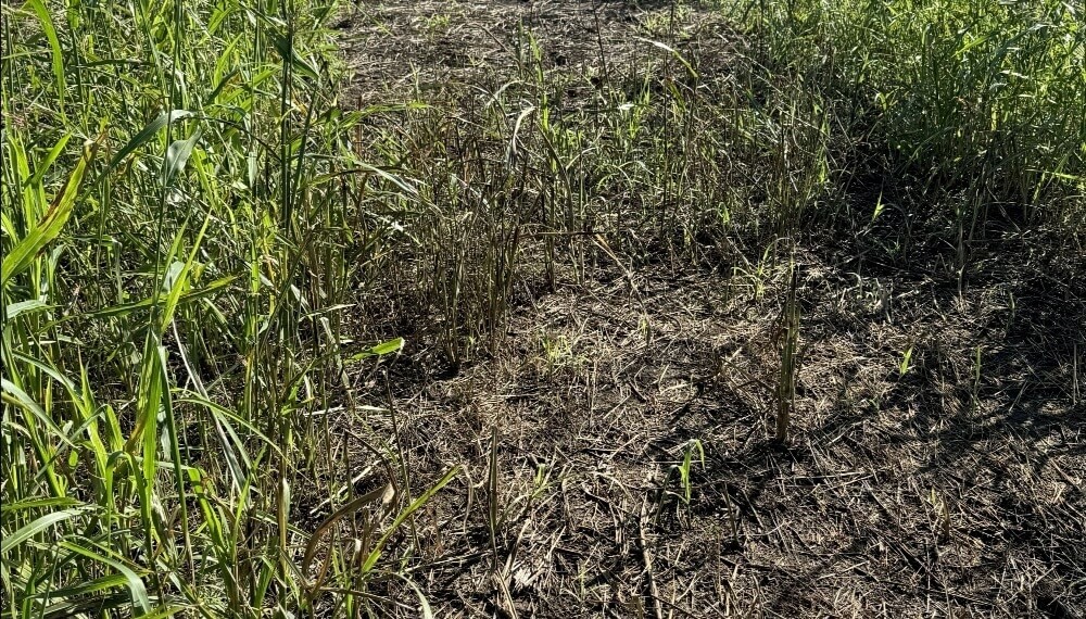 Manejo de herbicidas: con el 2,4-D bajo la lupa, Aapresid record&oacute; los peligros de las mezclas