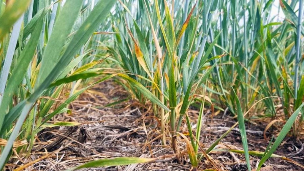 El Ni&ntilde;o llega con lluvias dispares y las reservas de agua ya empiezan a bajar en el &aacute;rea triguera