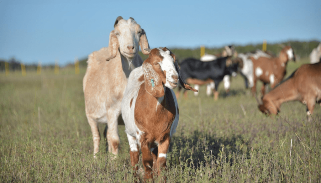 El sorprendente salto de la carne caprina argentina: las exportaciones crecen 380% en 2026