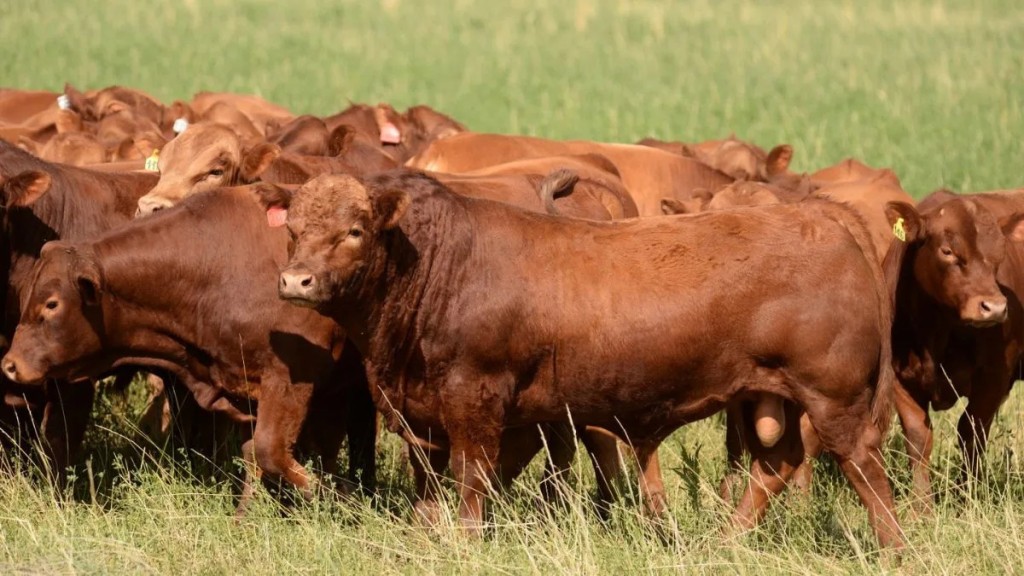Limangus pone a prueba su gen&eacute;tica a campo en el norte de Santa Fe