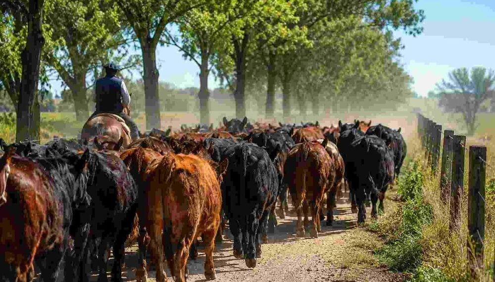 La &ldquo;guerra&rdquo; del campo cordob&eacute;s contra las gu&iacute;as de hacienda: reclaman una ley provincial que las proh&iacute;ba