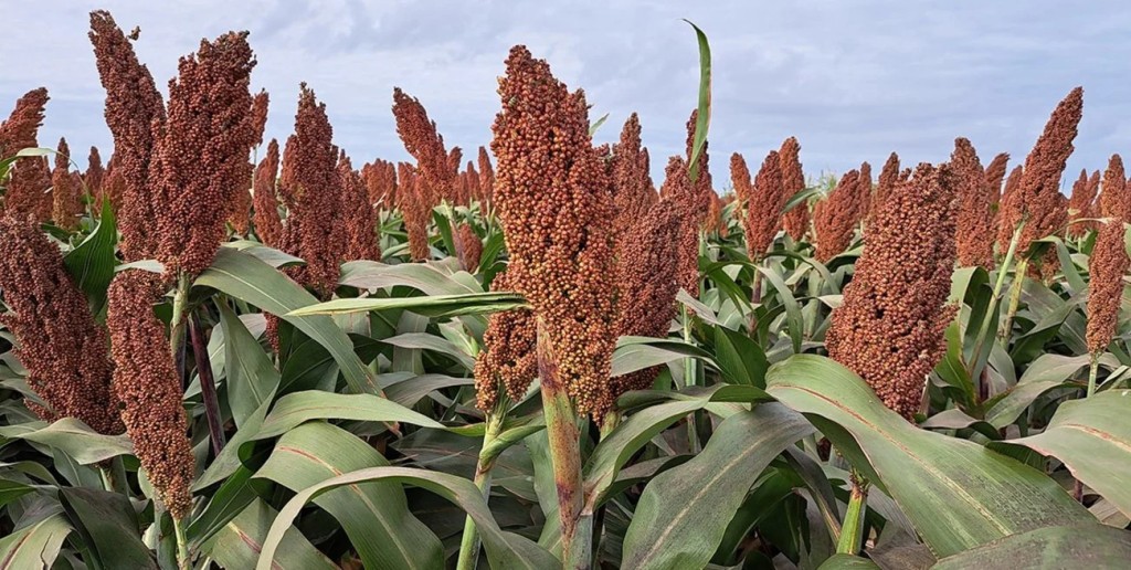 Menor oferta mundial abre una ventana para el sorgo argentino