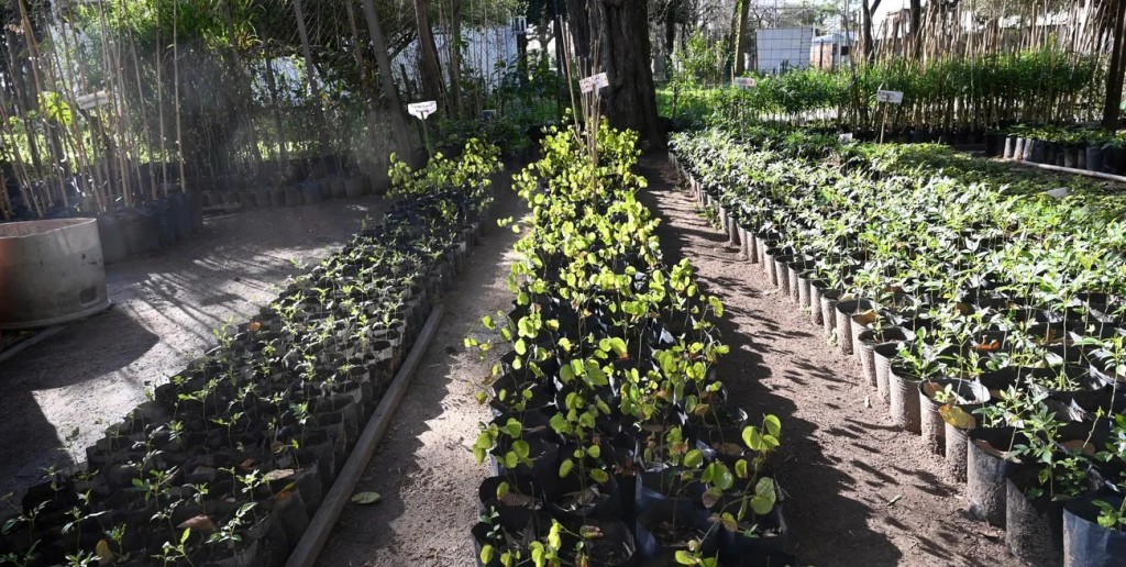 Suardi destinar&aacute; $10 millones a la forestaci&oacute;n y el arbolado urbano