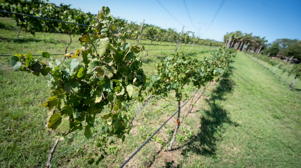 El vino que crece en Santa Fe: vi&ntilde;edos, nuevas bodegas y una futura Ruta del Vino