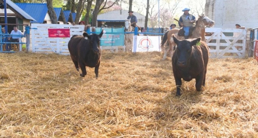 Con 90 toros vendidos, la UAA realiz&oacute; un remate de reproductores con alta convocatoria