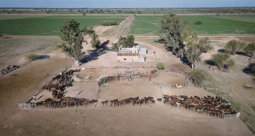 Oportunidad para ganaderos: en kilos de novillo, hoy es muy barato comprar campo en Santa Fe