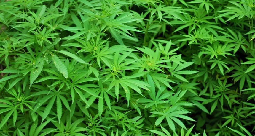 Cannabis no medicinal: el Gobierno reglament&oacute; c&oacute;mo producir c&aacute;&ntilde;amo hort&iacute;cola