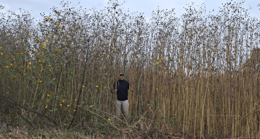 &ldquo;Pasto cubano&rdquo;, la gigantesca maleza que enciende alertas: alcanza 7 metros de alto y avanza hacia C&oacute;rdoba