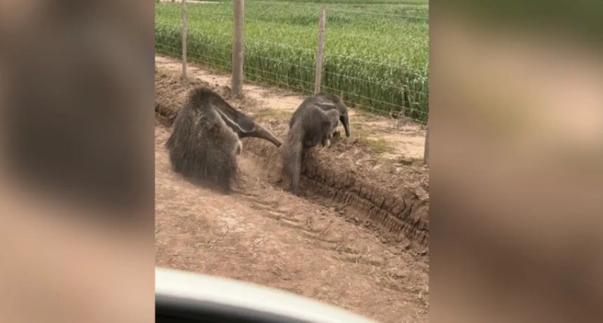 Los Jur&iacute;es: dos osos hormigueros gigantes sorprendieron al aparecer en un campo