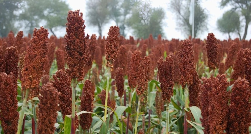 Sorgo: la gen&eacute;tica ya permite rindes de 15.000 kilos, pero el manejo limita su potencial