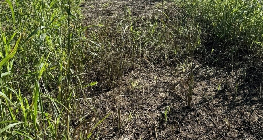 Manejo de herbicidas: con el 2,4-D bajo la lupa, Aapresid record&oacute; los peligros de las mezclas