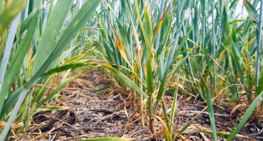 El Ni&ntilde;o llega con lluvias dispares y las reservas de agua ya empiezan a bajar en el &aacute;rea triguera