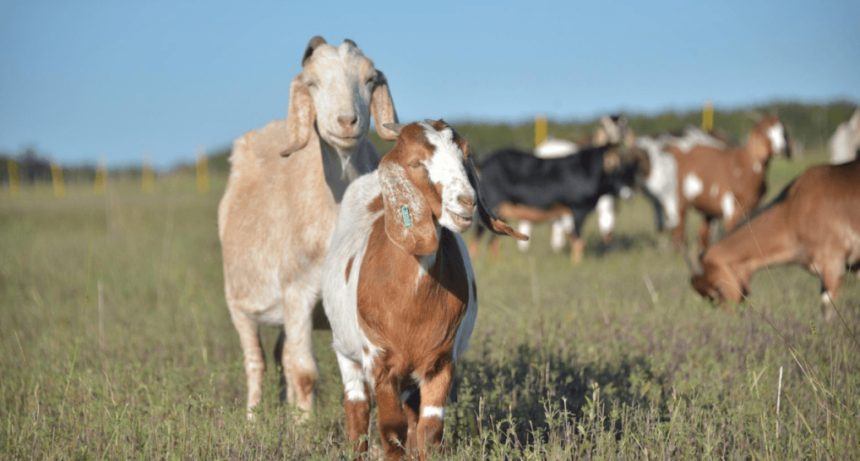 El sorprendente salto de la carne caprina argentina: las exportaciones crecen 380% en 2026